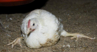 Jaké nemoci postihují tlapky kuřat a jak je léčit?